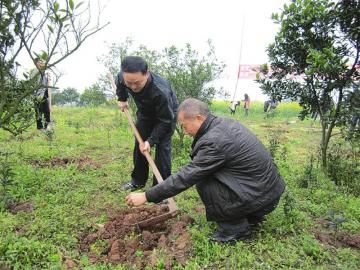 况场镇党委书记带头植树