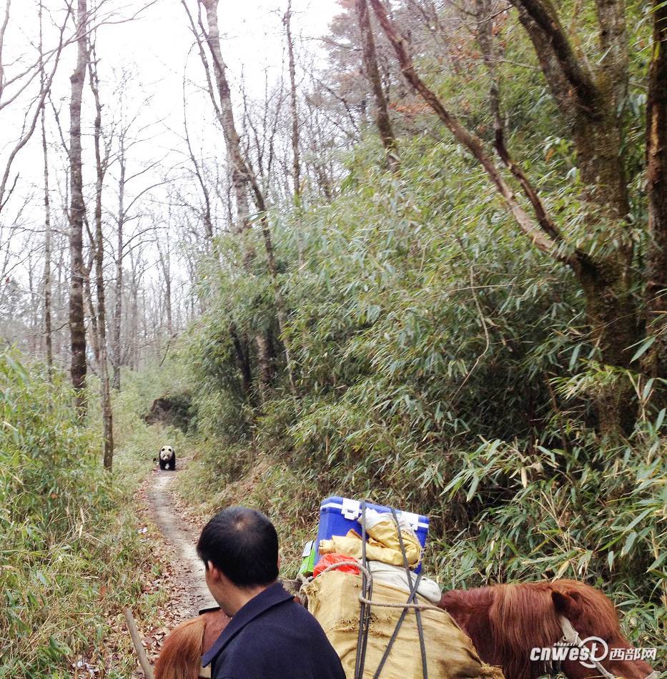 陕西汉中现村民路遇大熊猫