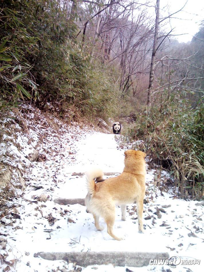 陕西汉中现村民路遇大熊猫