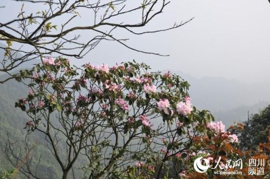 泸州古蔺县首次发现睡莲叶杜鹃花海长廊