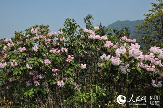 泸州古蔺县首次发现睡莲叶杜鹃花海长廊