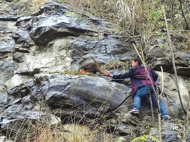 宜宾筠连武德石壁现短尾猴 引过往路人围观(图)