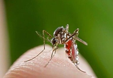 一项研究发现：O型血的人最容易招蚊子