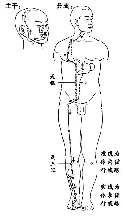 常按足三里让你身体壮壮的!