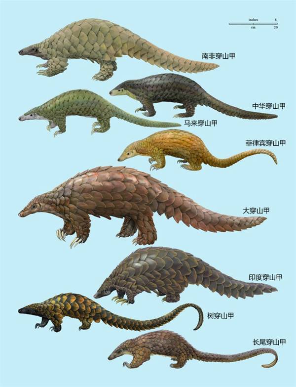 全世界的八种穿山甲。